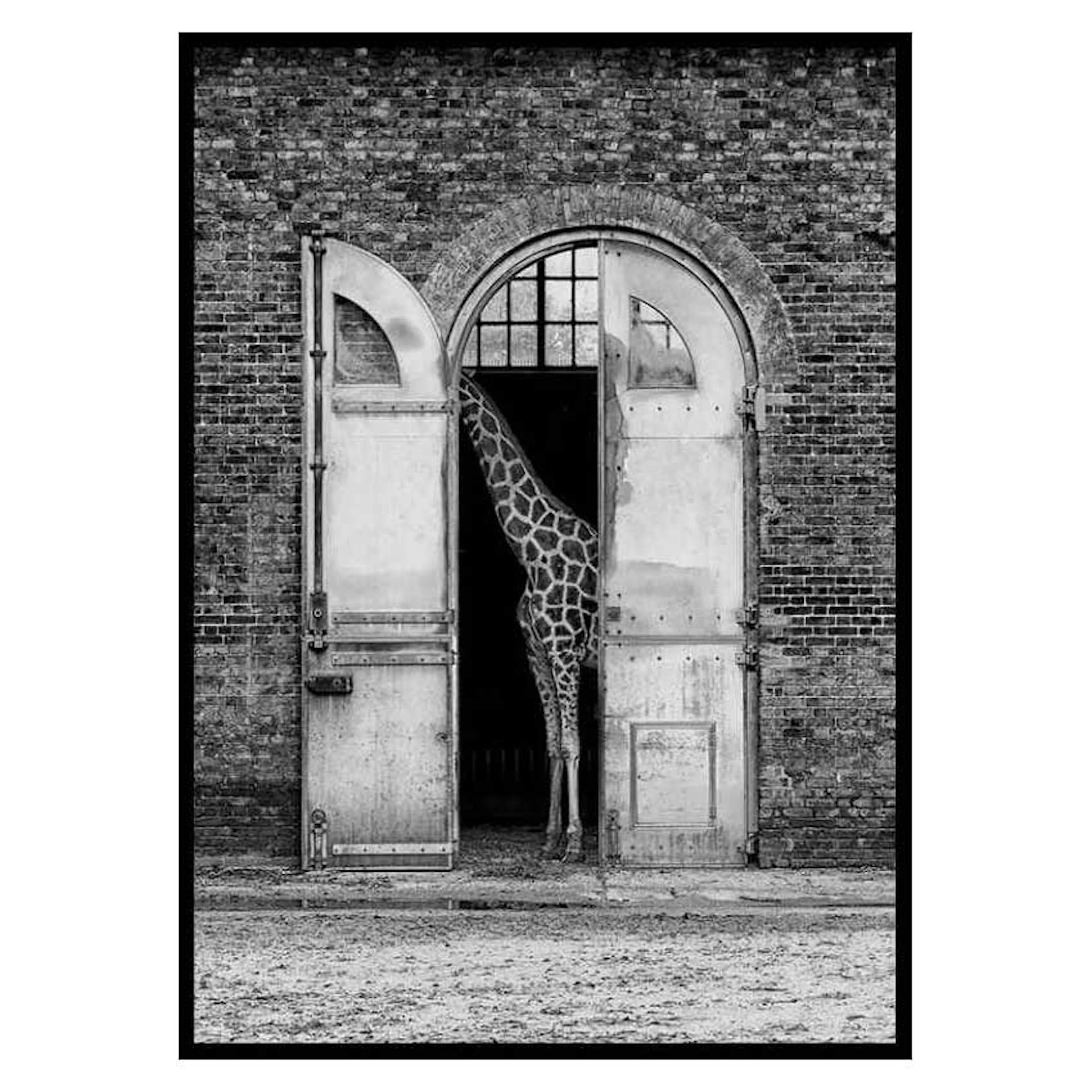 Poster Gallerix Hiding Giraffe 3110