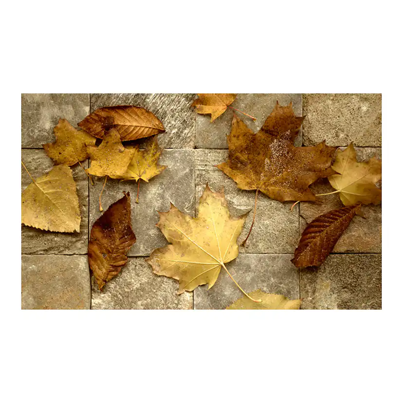 Fototapet Arkiio Förebud om hösten 450x270 cm