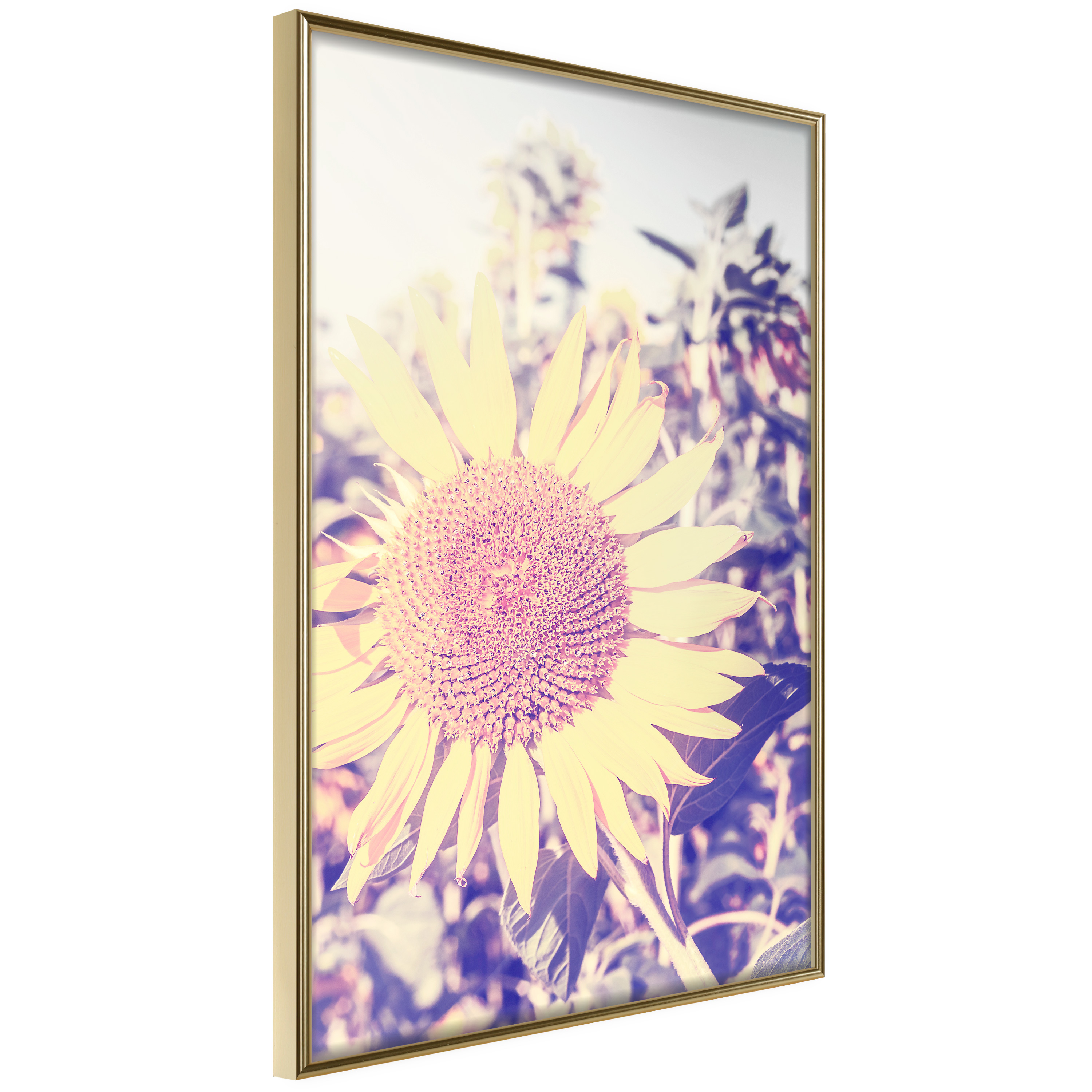 Affisch - Sunflower [Poster] 40x60 Guld ram, 40x60 cm