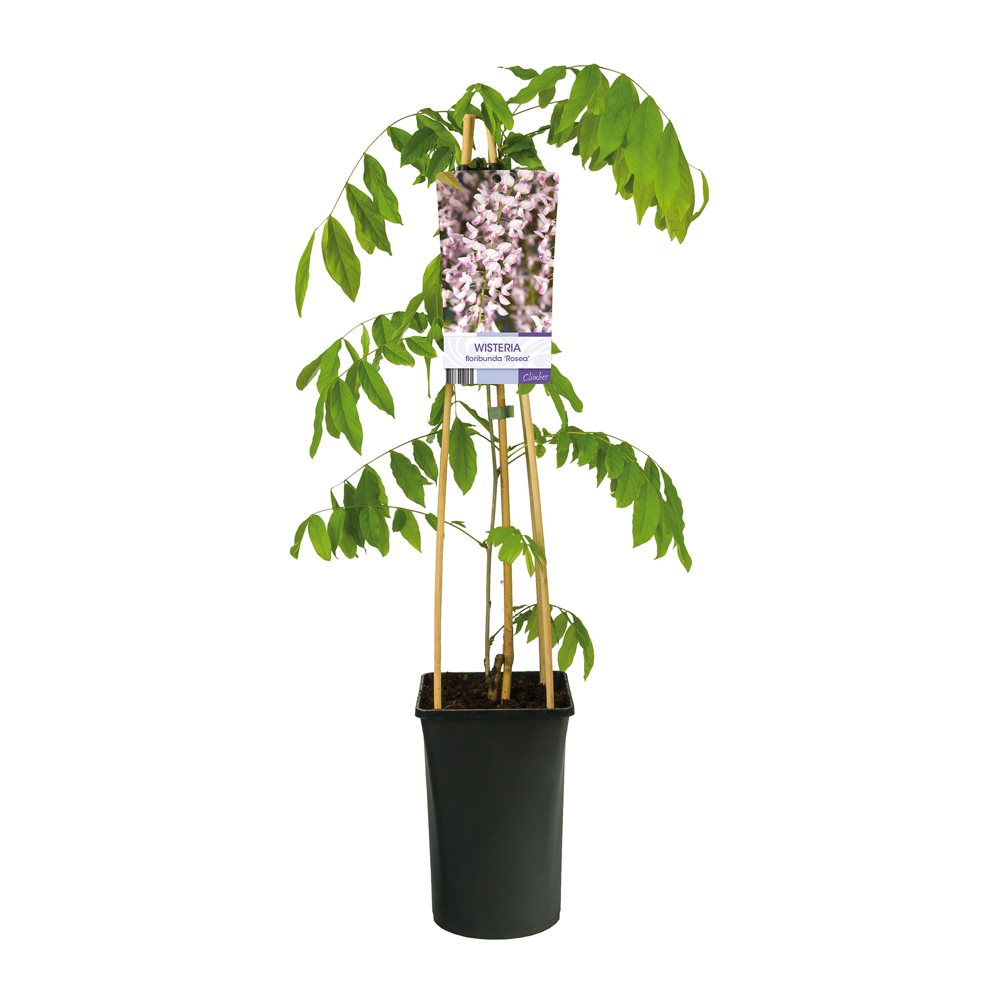 Klätterväxt Blåregn Omnia Garden Rosea 40-60 cm