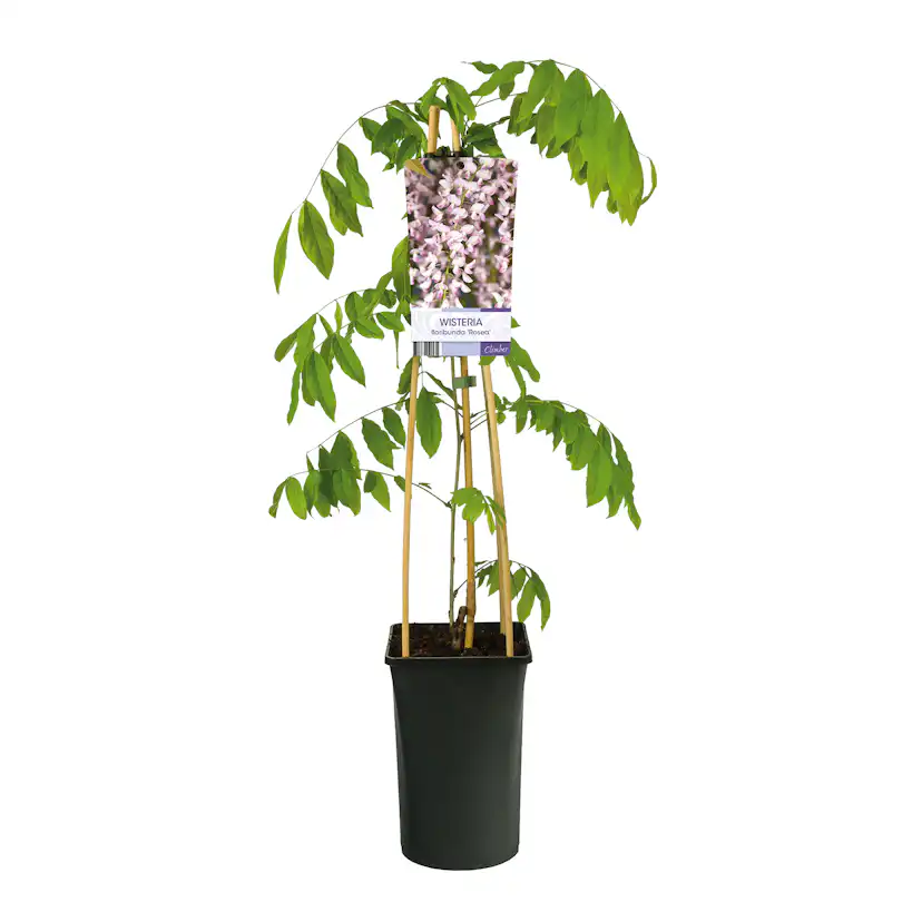 Klätterväxt Blåregn Omnia Garden Rosea 40-60 cm