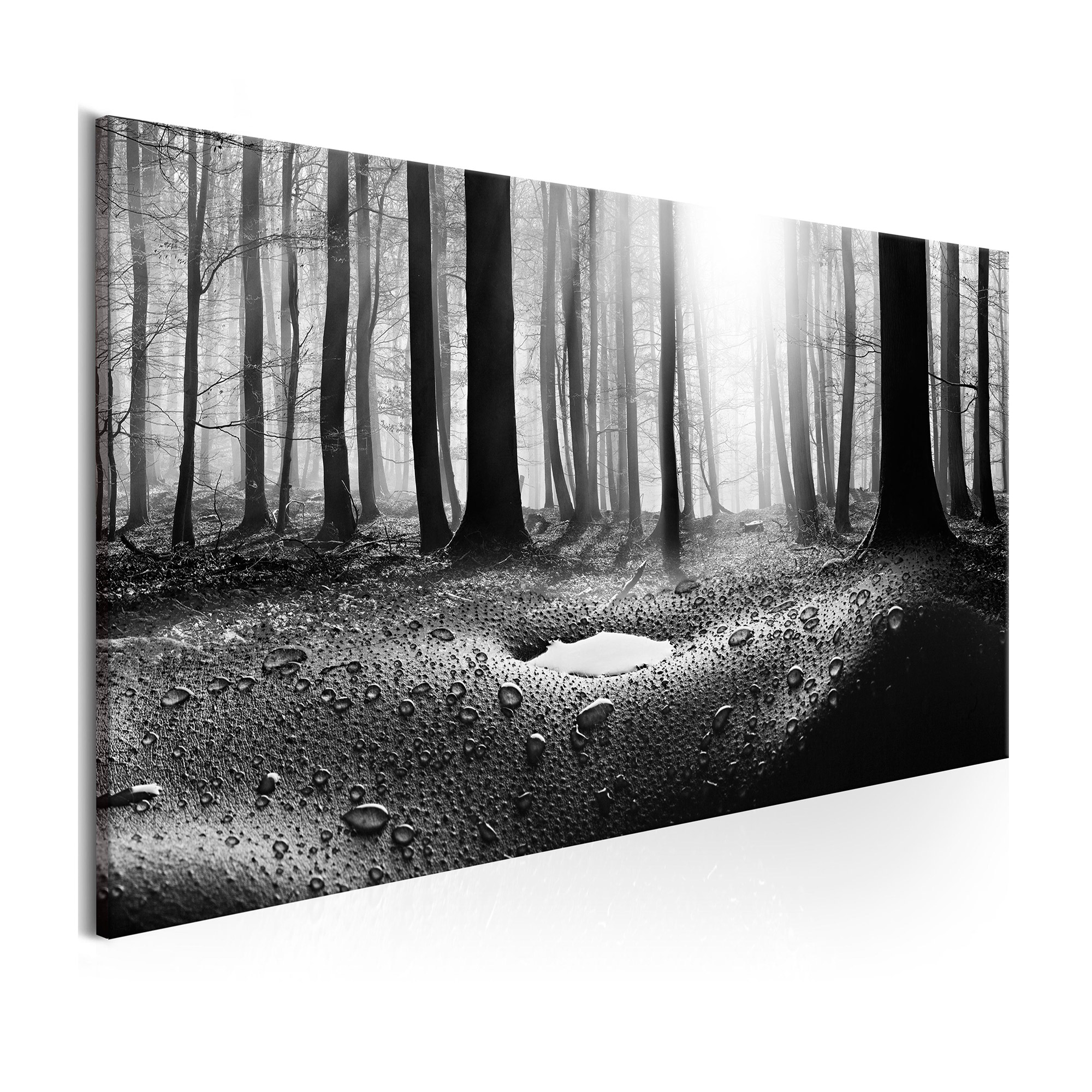 Tavla Arkiio Forest After Rain