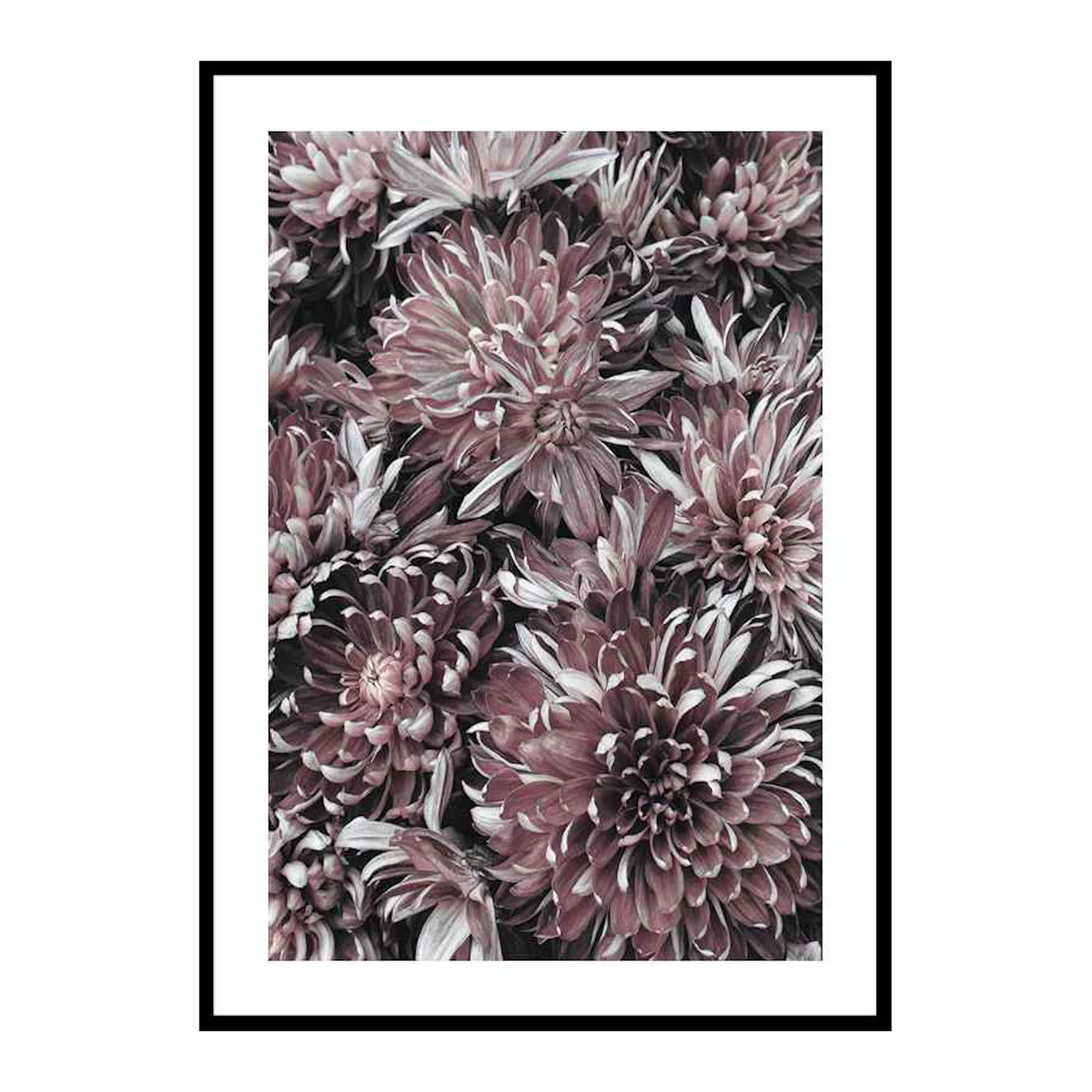 Dahlias 30x40 cm