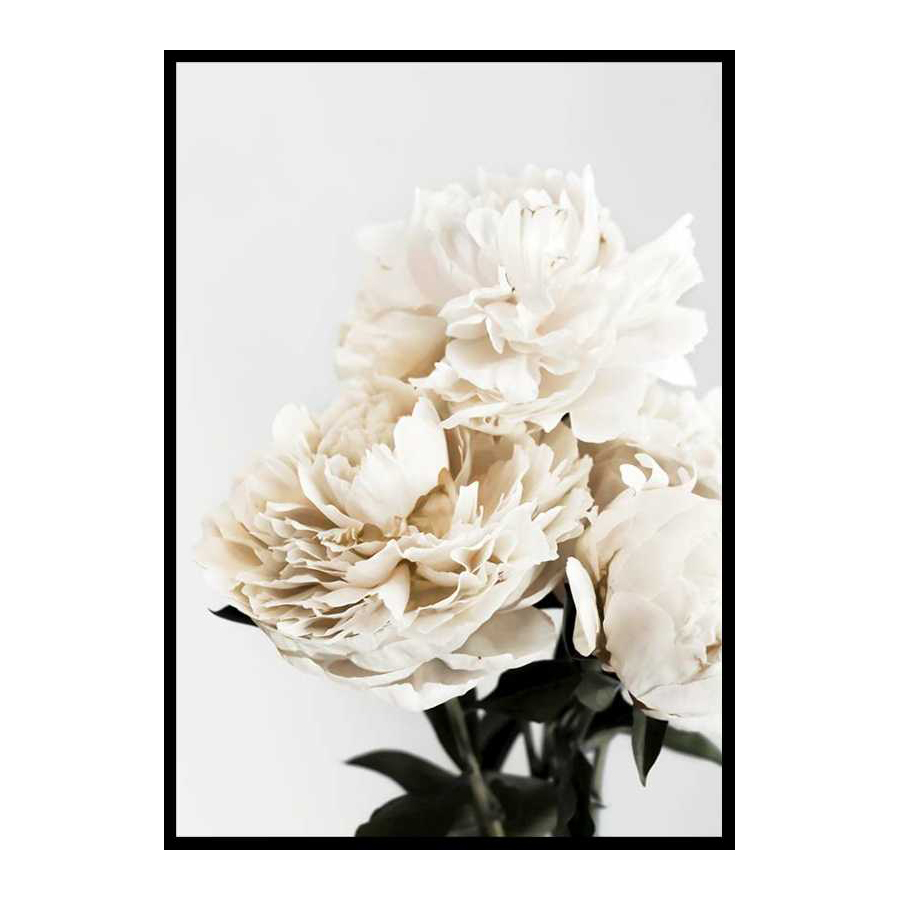 Peonies Closeup 70x100 cm