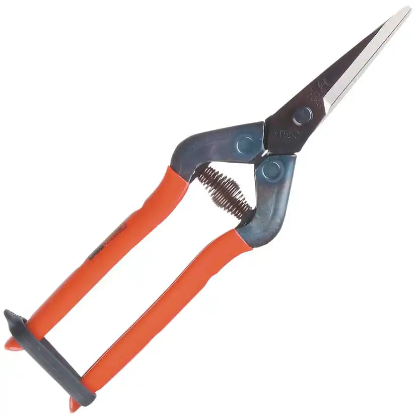 Blomsax Silky Chikamasa