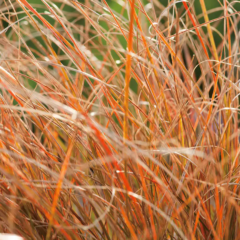 Planta Omnia Garden Brandstarr Prairie Fire