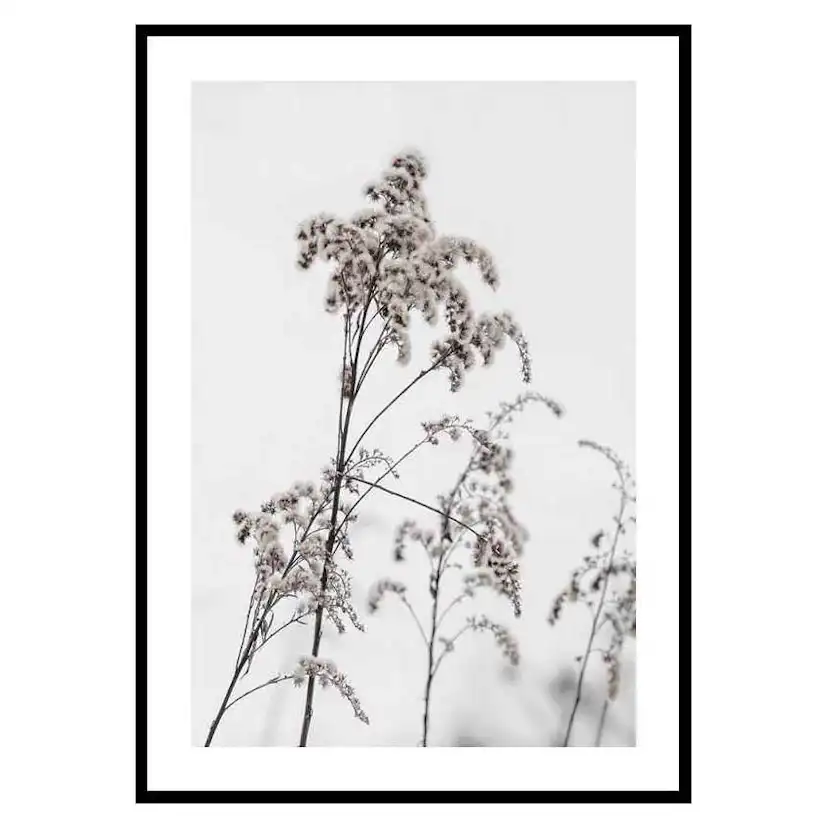 Poster Gallerix Dry Flowers