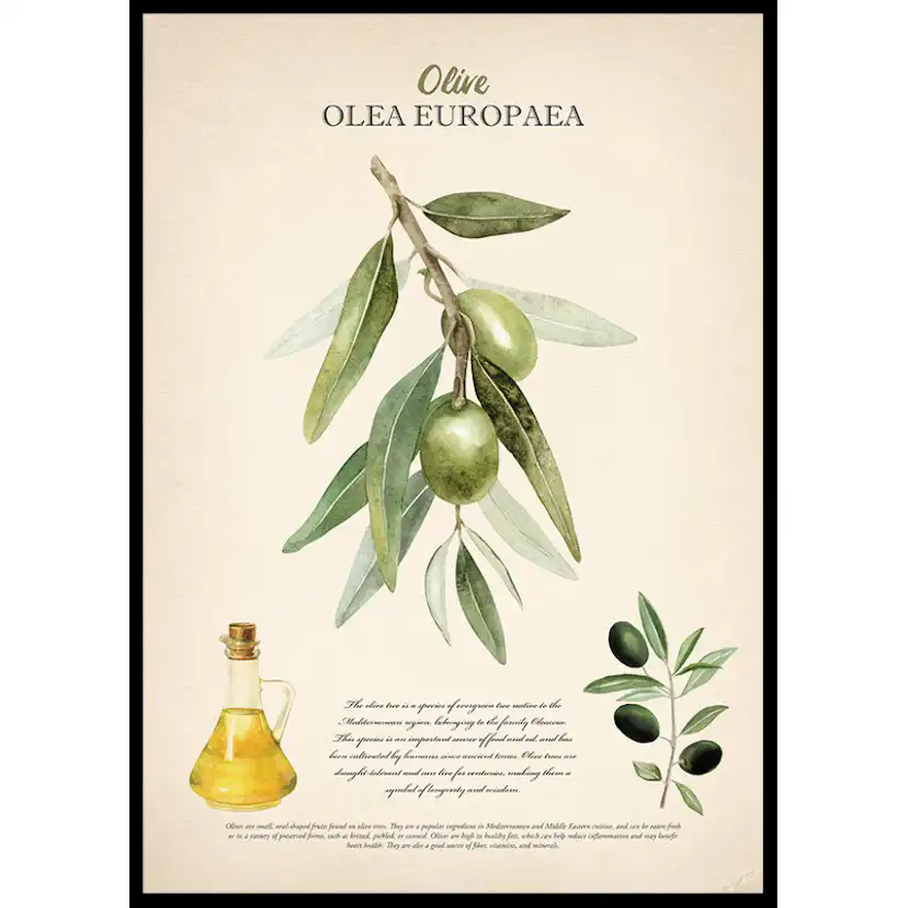 Poster Gallerix Olive Olea Europaea