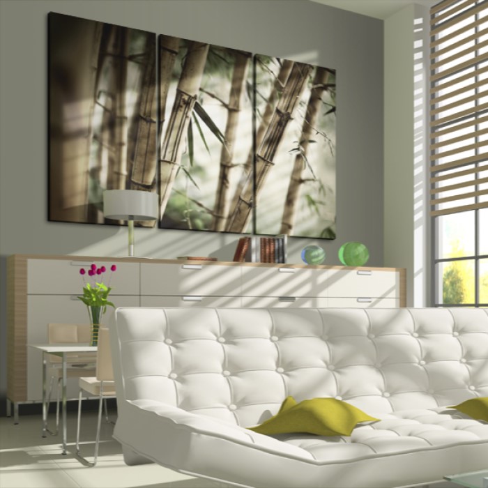 Tavla Arkiio In A Tropical Forest