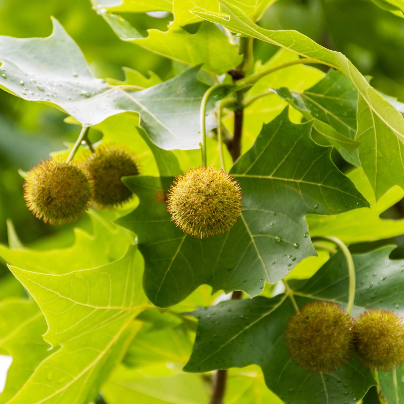Platan Omnia Garden Platanus X Hispanica Högstam