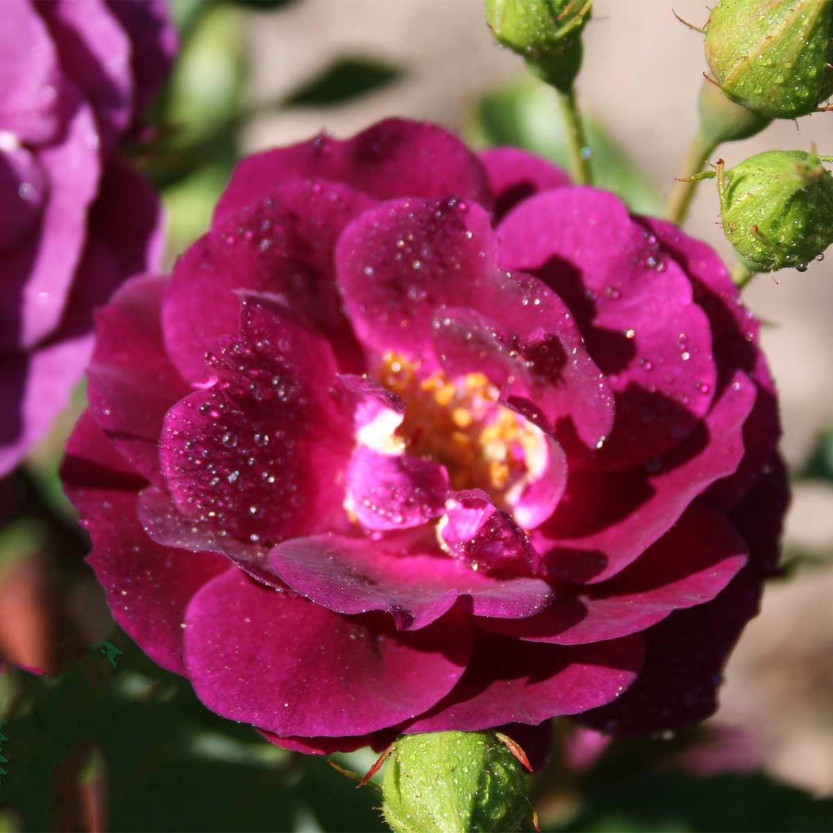Flerblommig Rabattros Omnia Garden Midnight Blue