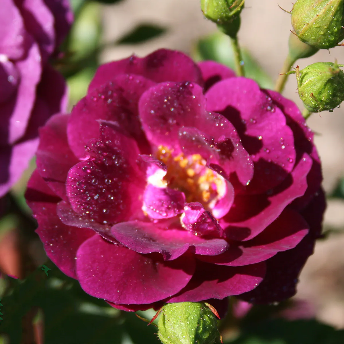 Rosa "Midnight Blue", 1-pack 1-pack