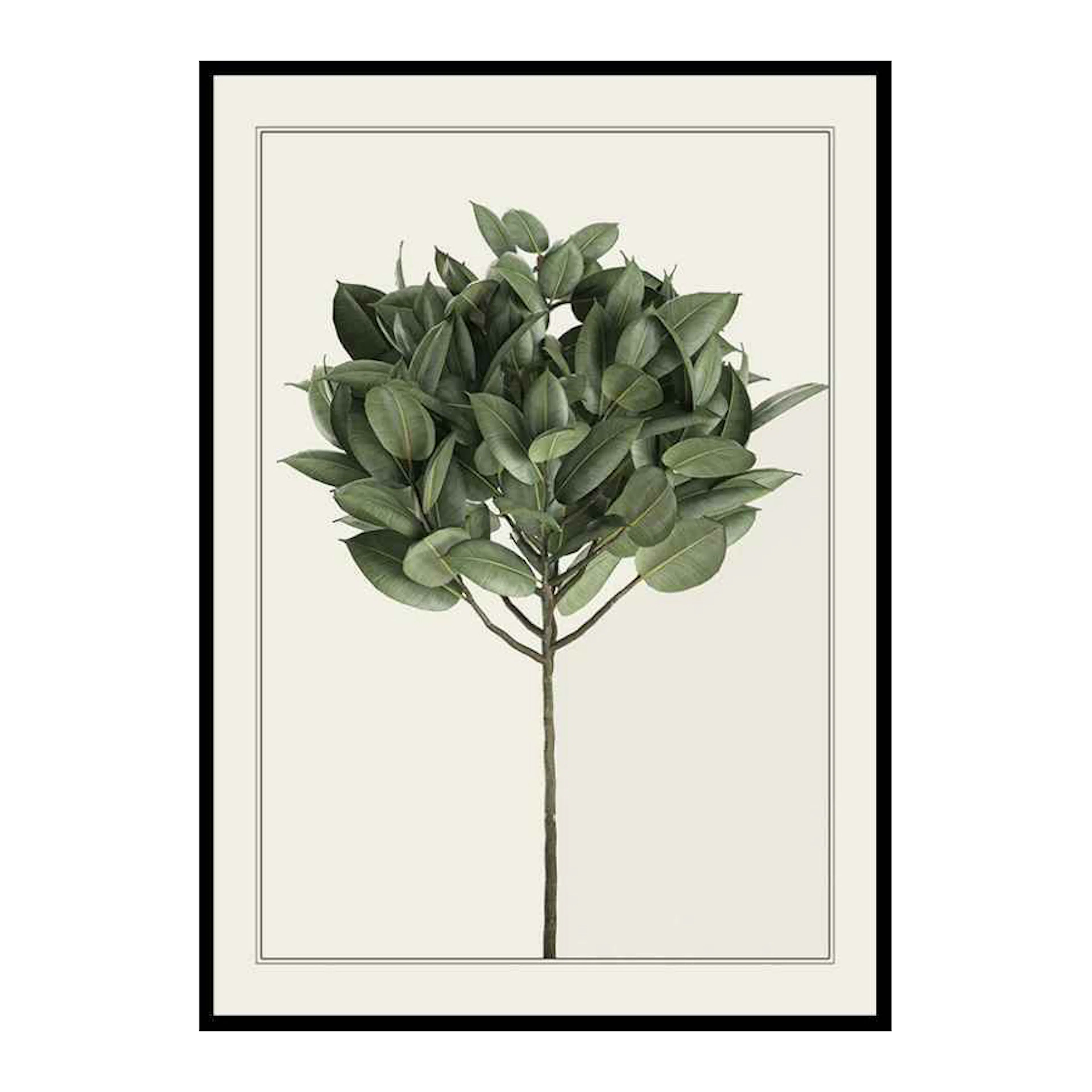 Poster Gallerix Ficus Elastica