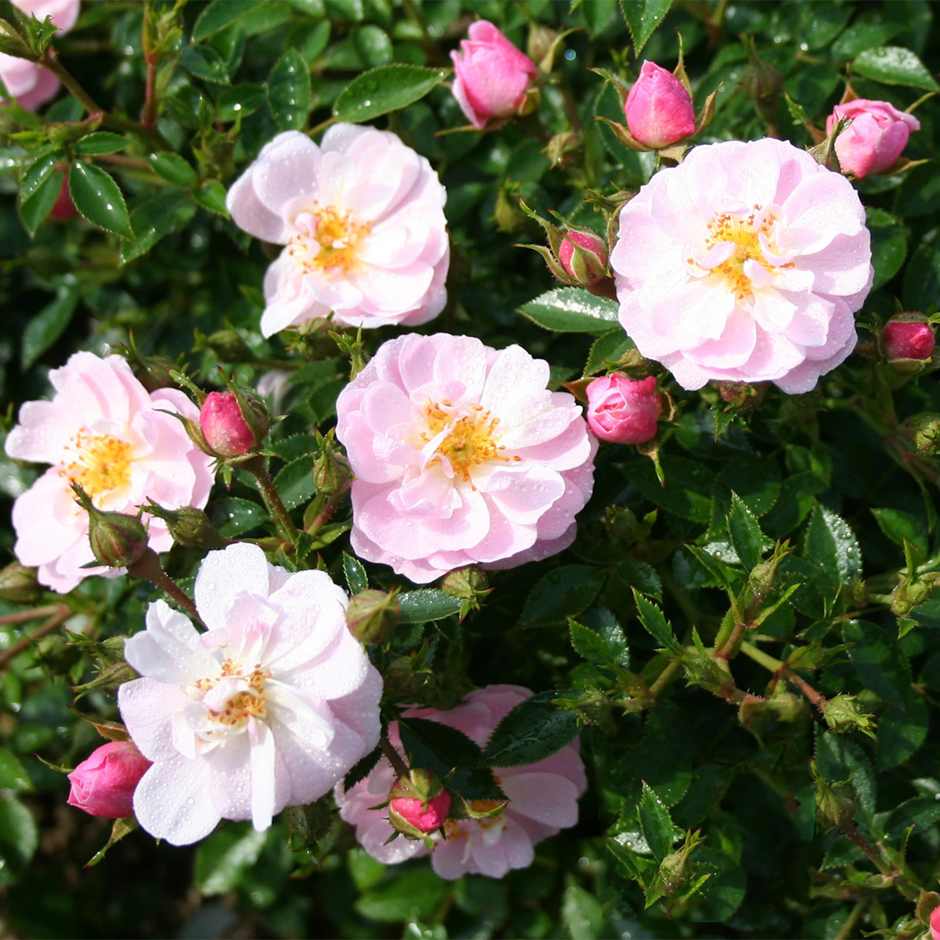 Rosa "Gentle Cover", 1-pack 1-pack