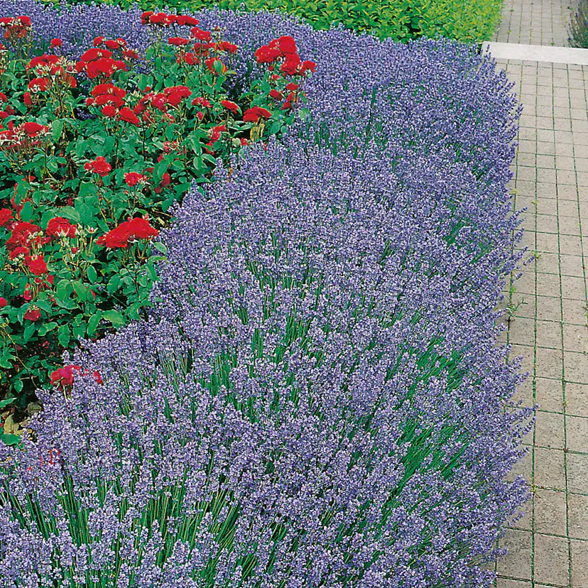 Planta Lavendel Hidcote Omnia Garden