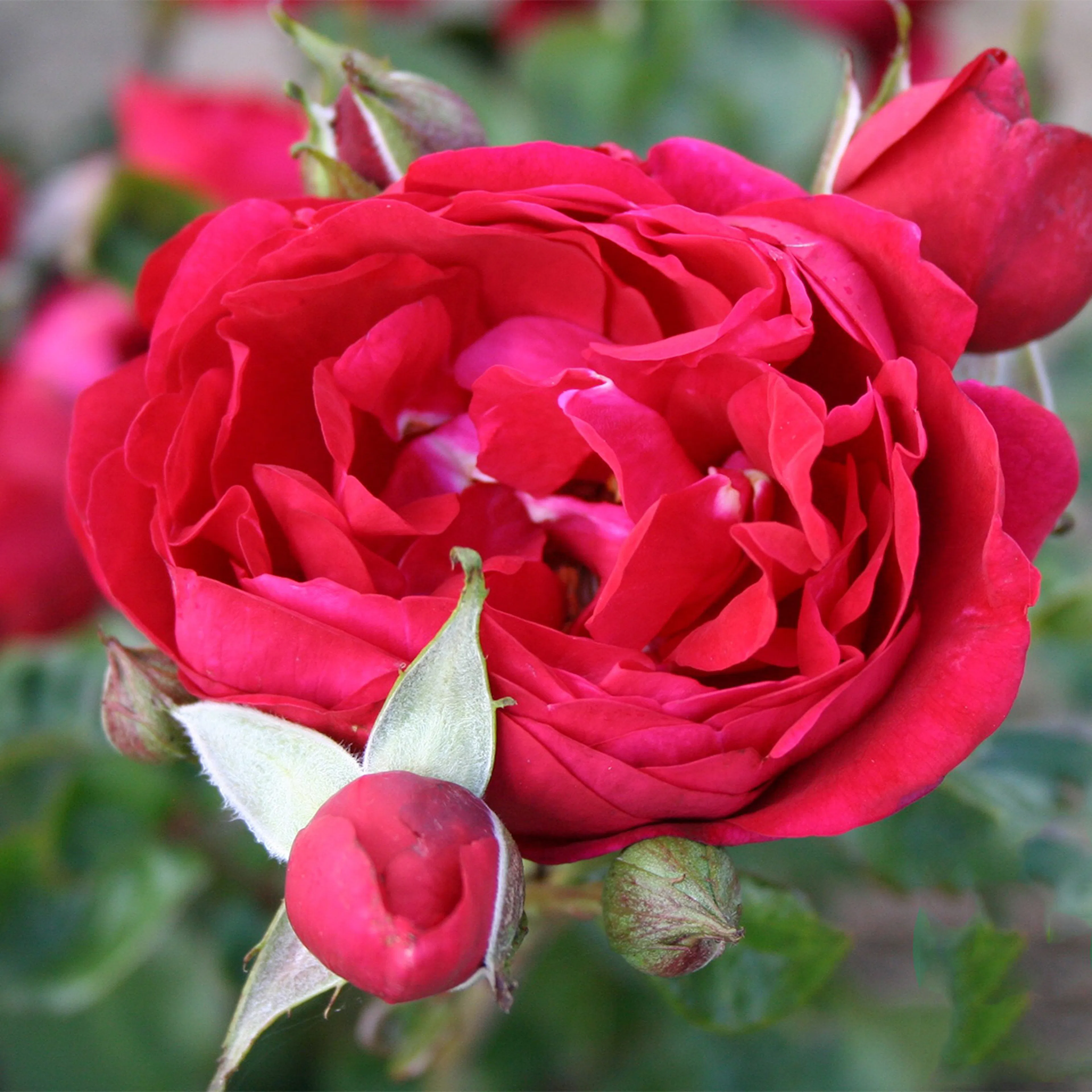 Rosa "Capricia Renaissance", 1-pack 1-pack
