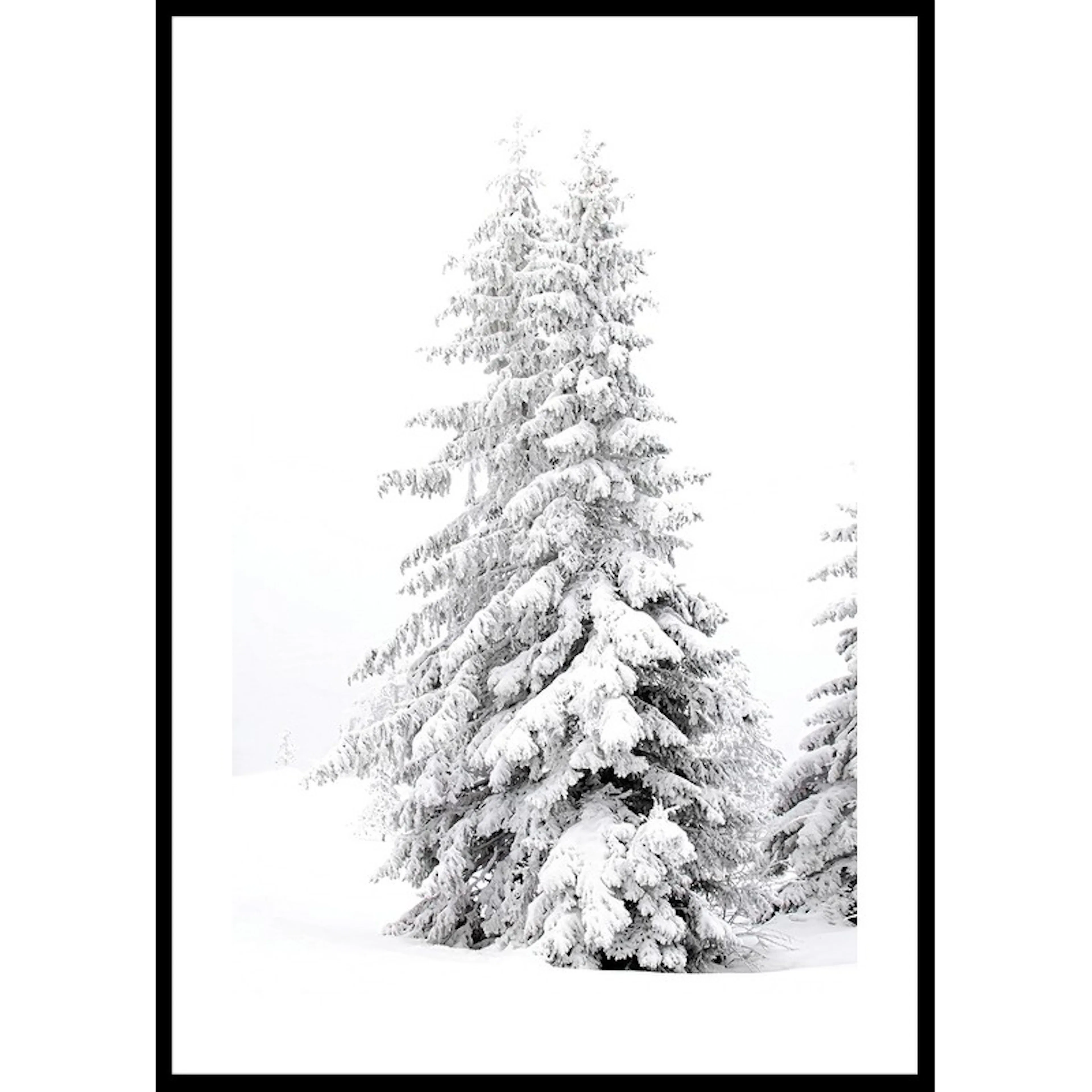 Snow Covered Pine Trees 30x40 30x40 cm