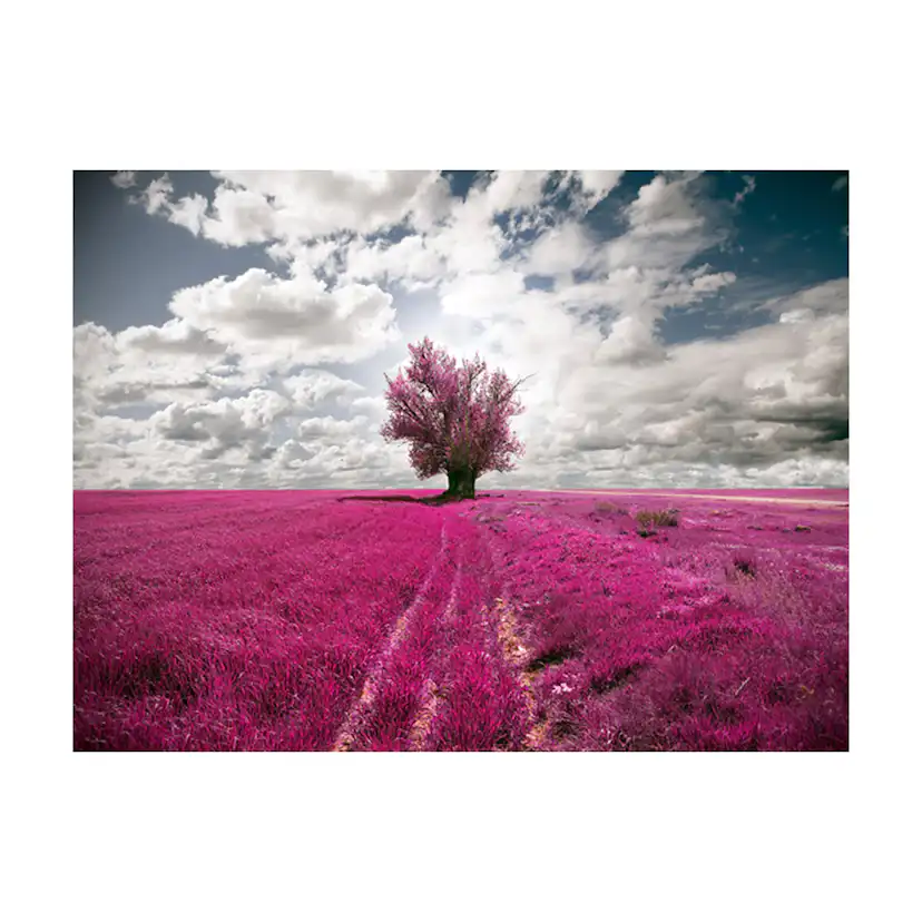 Fototapet Arkiio Magenta Äng