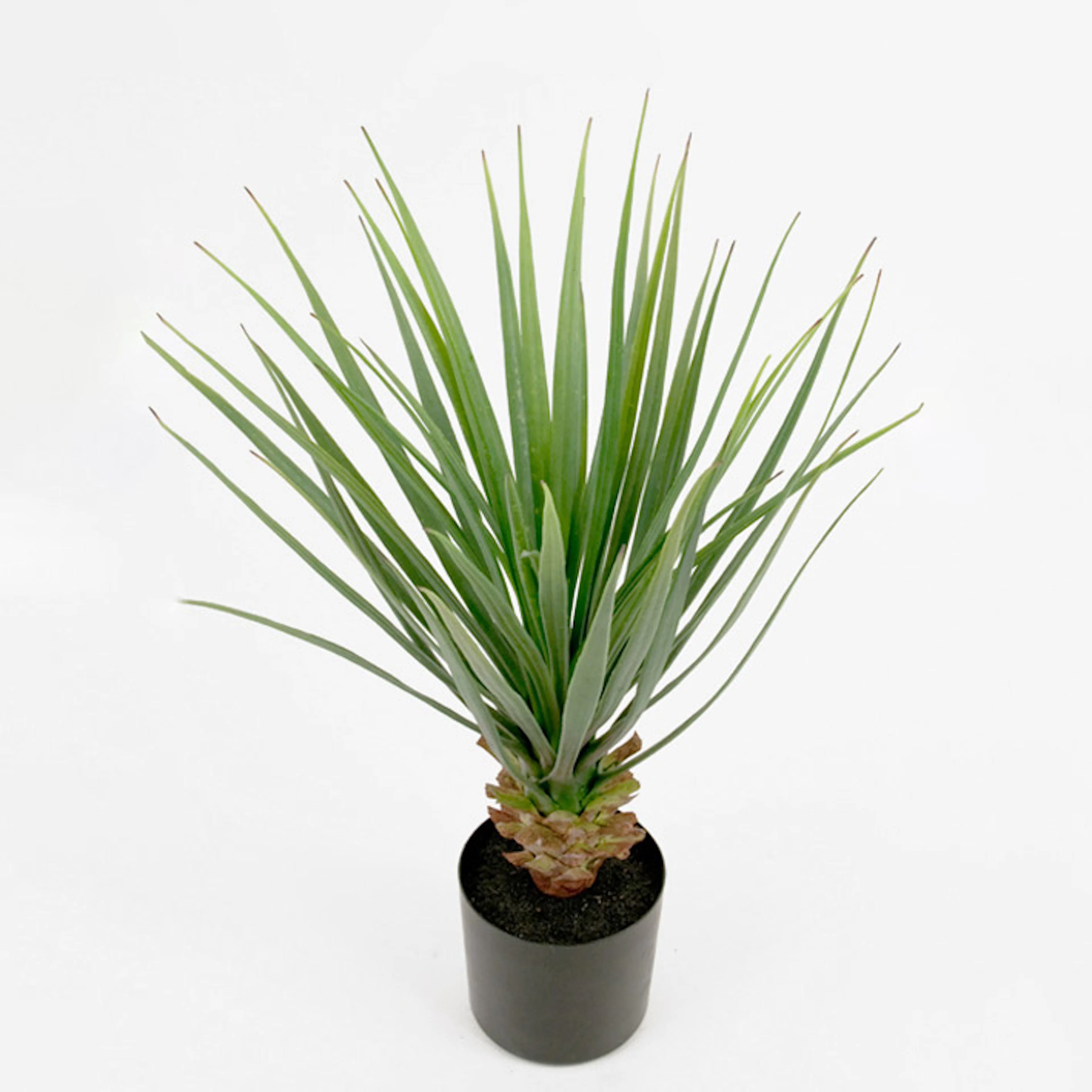 Konstväxt Mr Plant Yucca