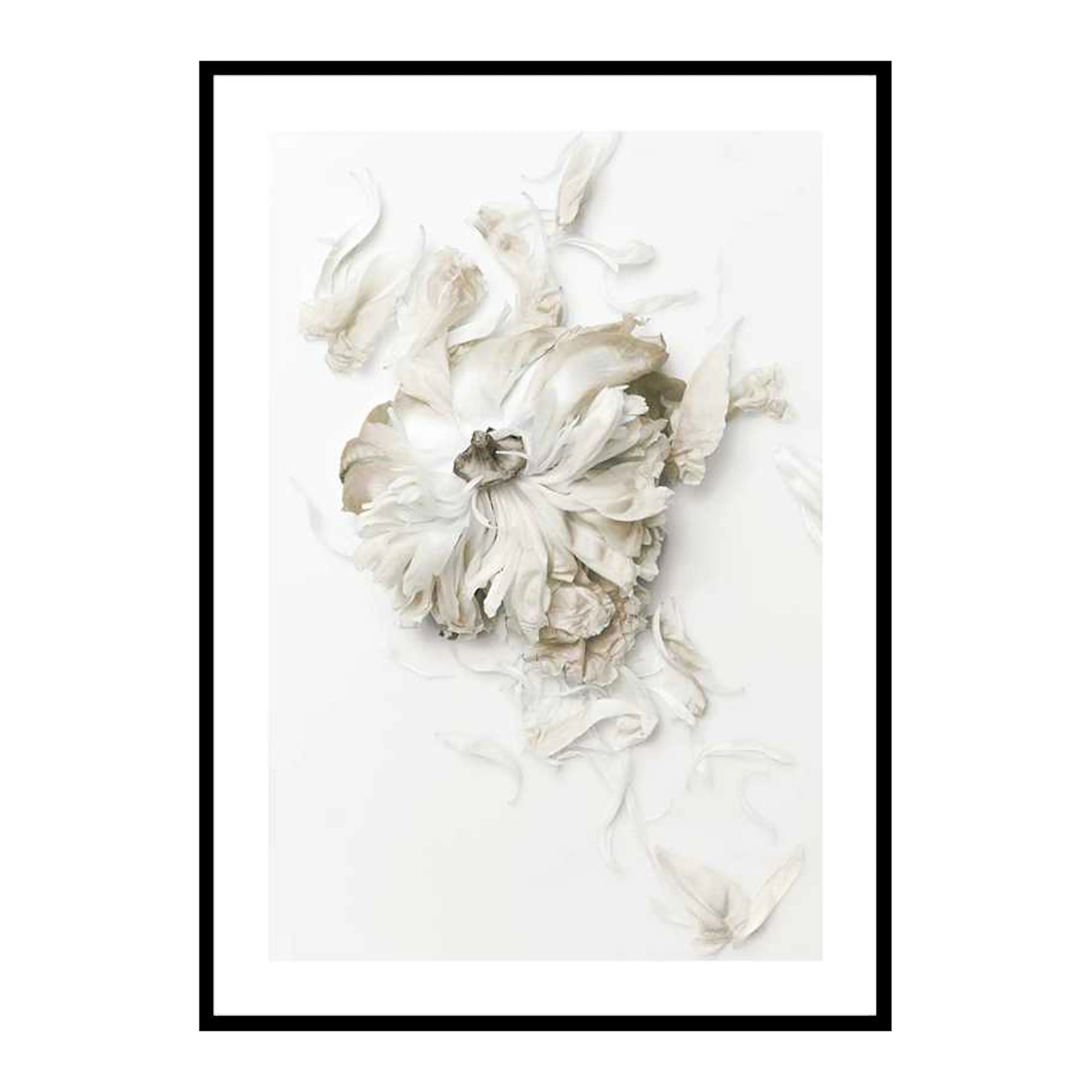 Peony Petals No1 50x70 cm