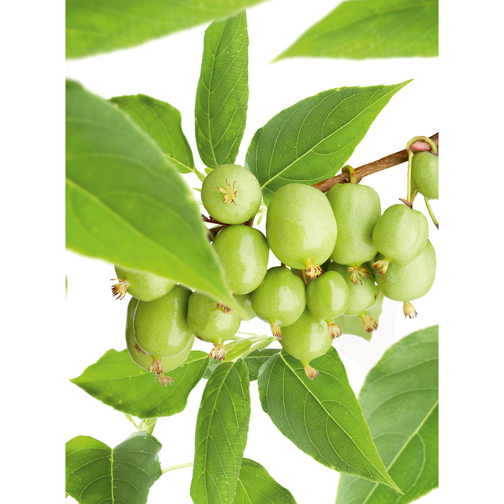 Minikiwiträd Issai Omnia Garden 60-80 cm