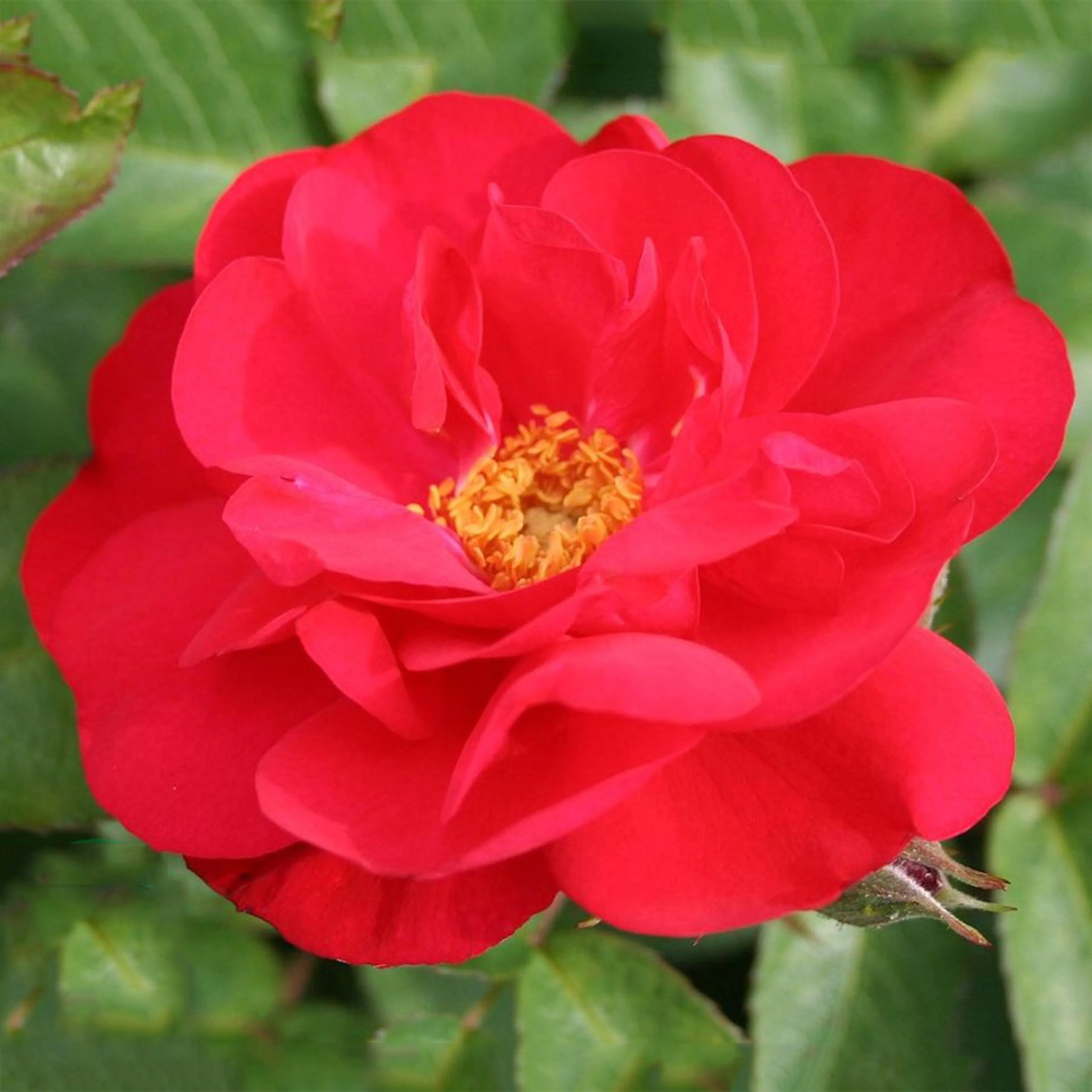 Rosa "Hansaland", 5-pack 5-pack