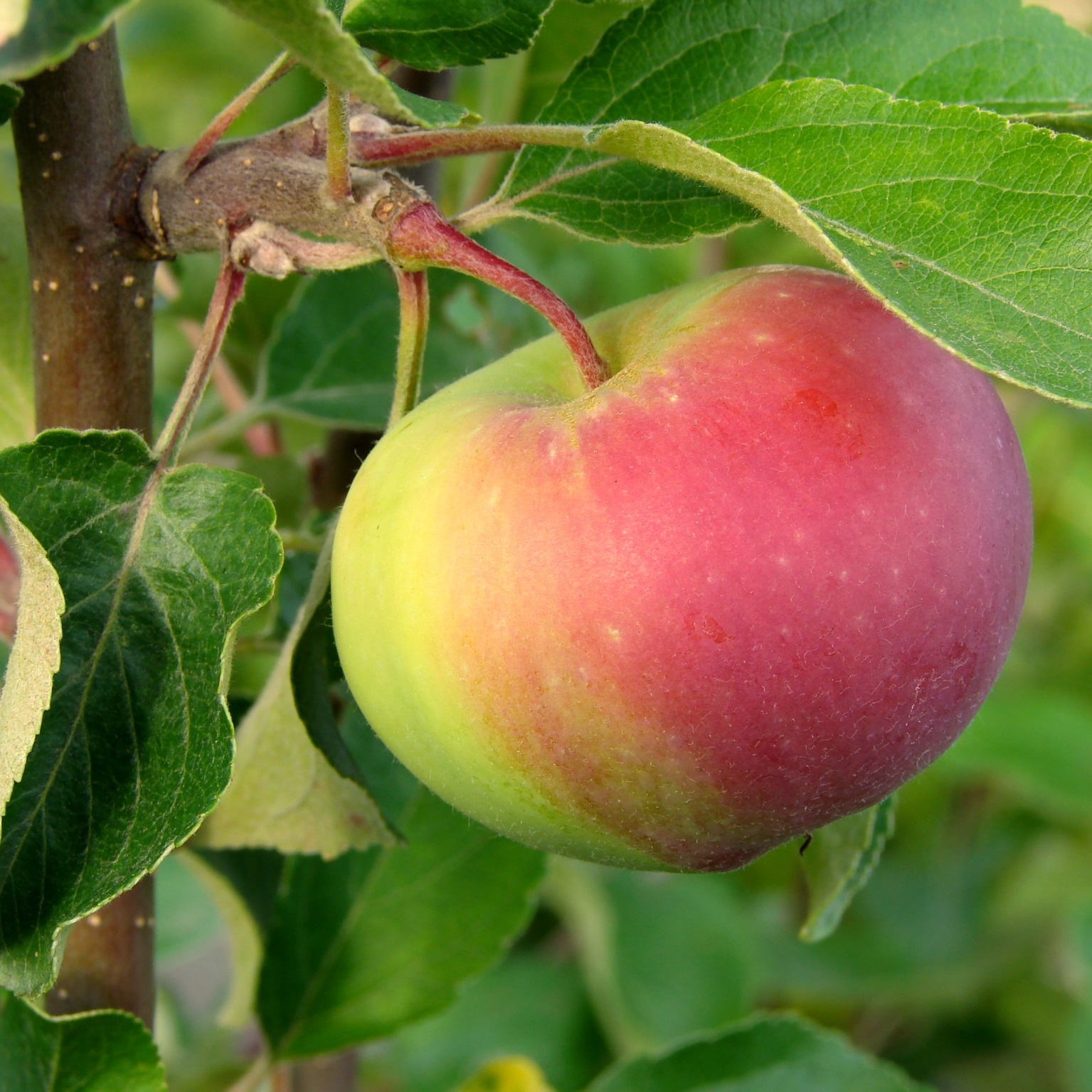 Äppelträd Omnia Garden Malus Domestica Rött Kaneläpple