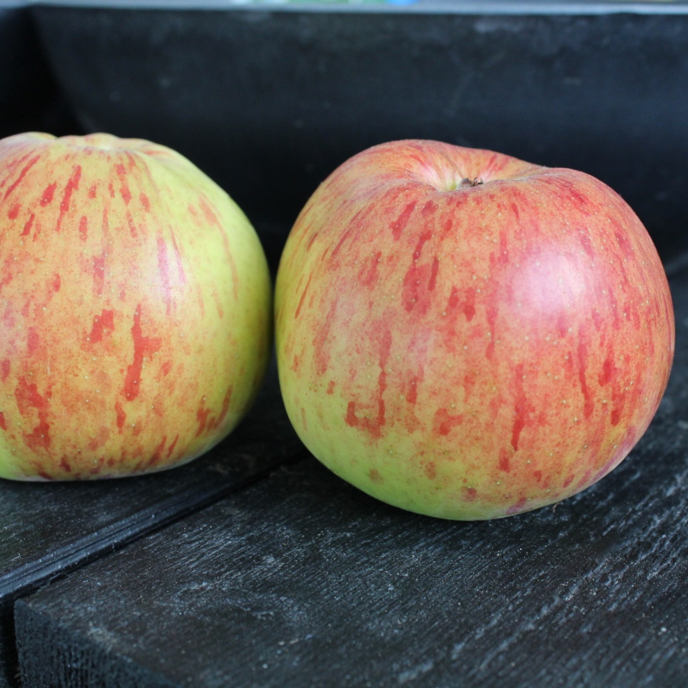 Äppelträd Omnia Garden Malus Domestica Höstdessert E
