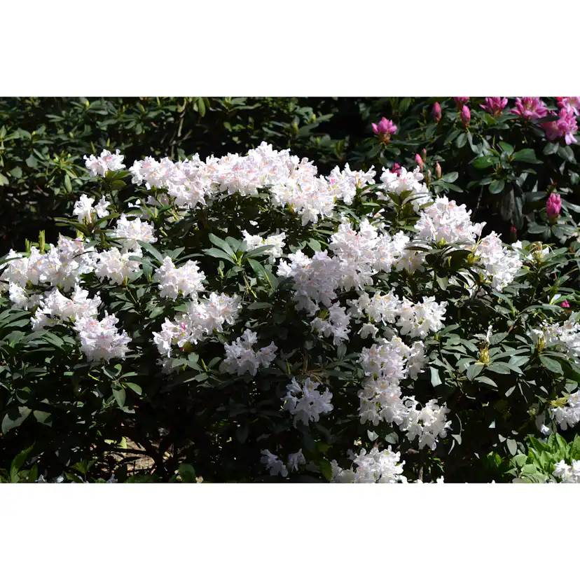 Rhododendron Omnia Garden Cunningham's White