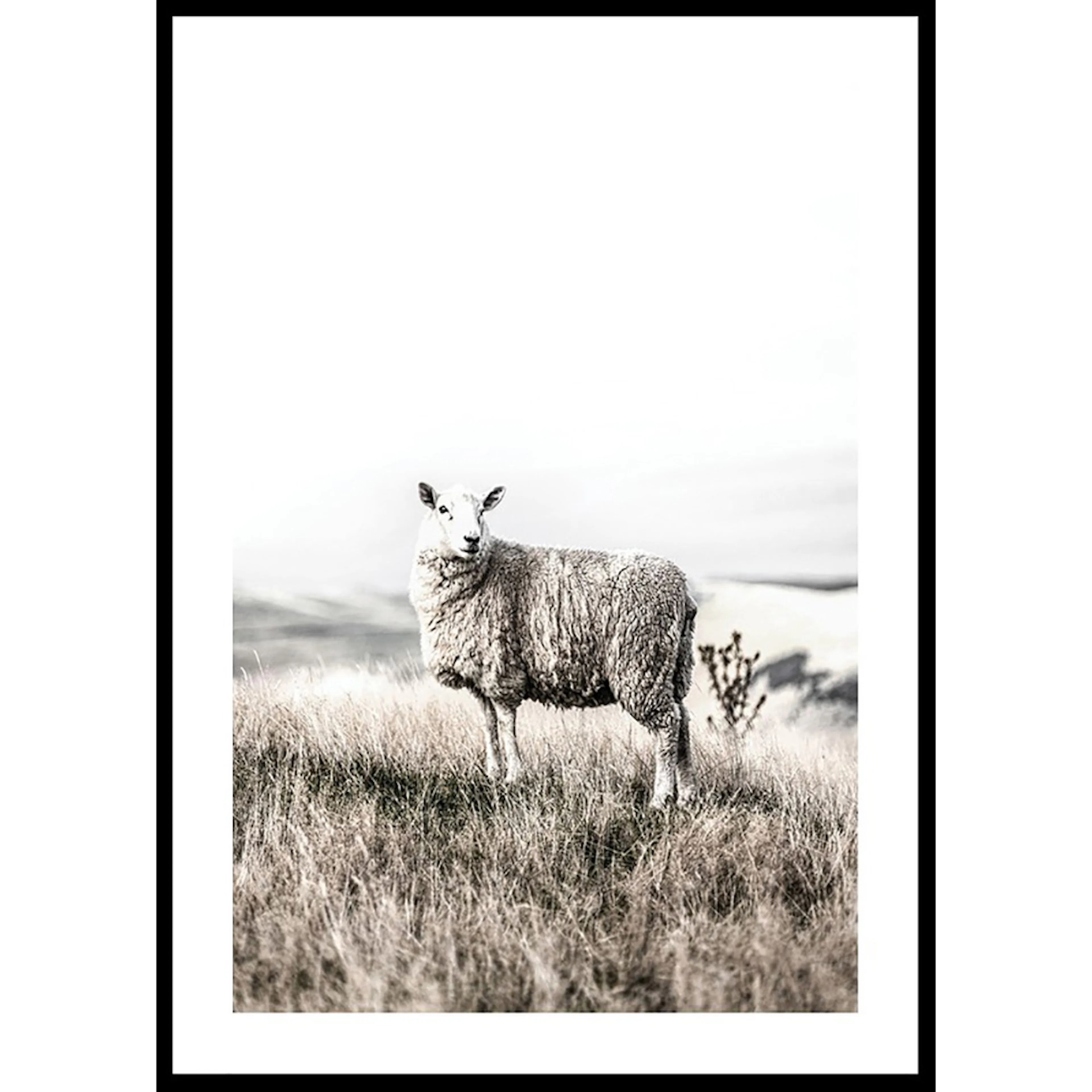 Poster Gallerix White Sheep In Field