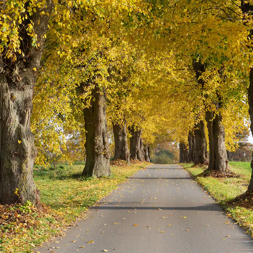 Högstamsträd Omnia Garden Skogslind Alléträd med Gröna Löv & Gulvit Blomning, 300-400 cm