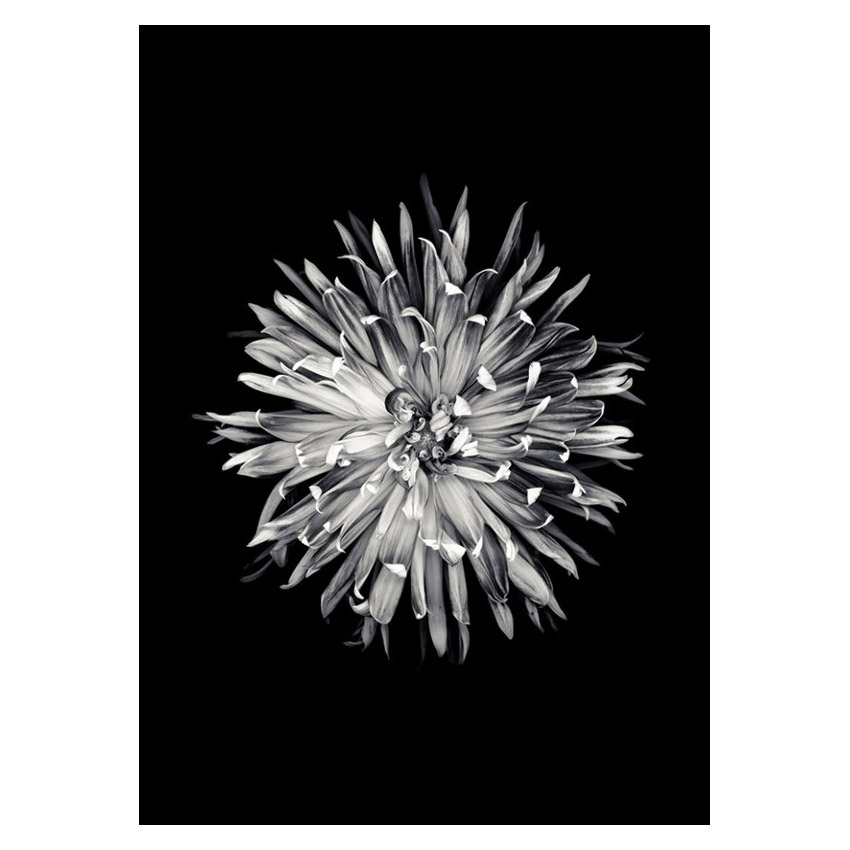 Poster Gallerix Dahlia BW