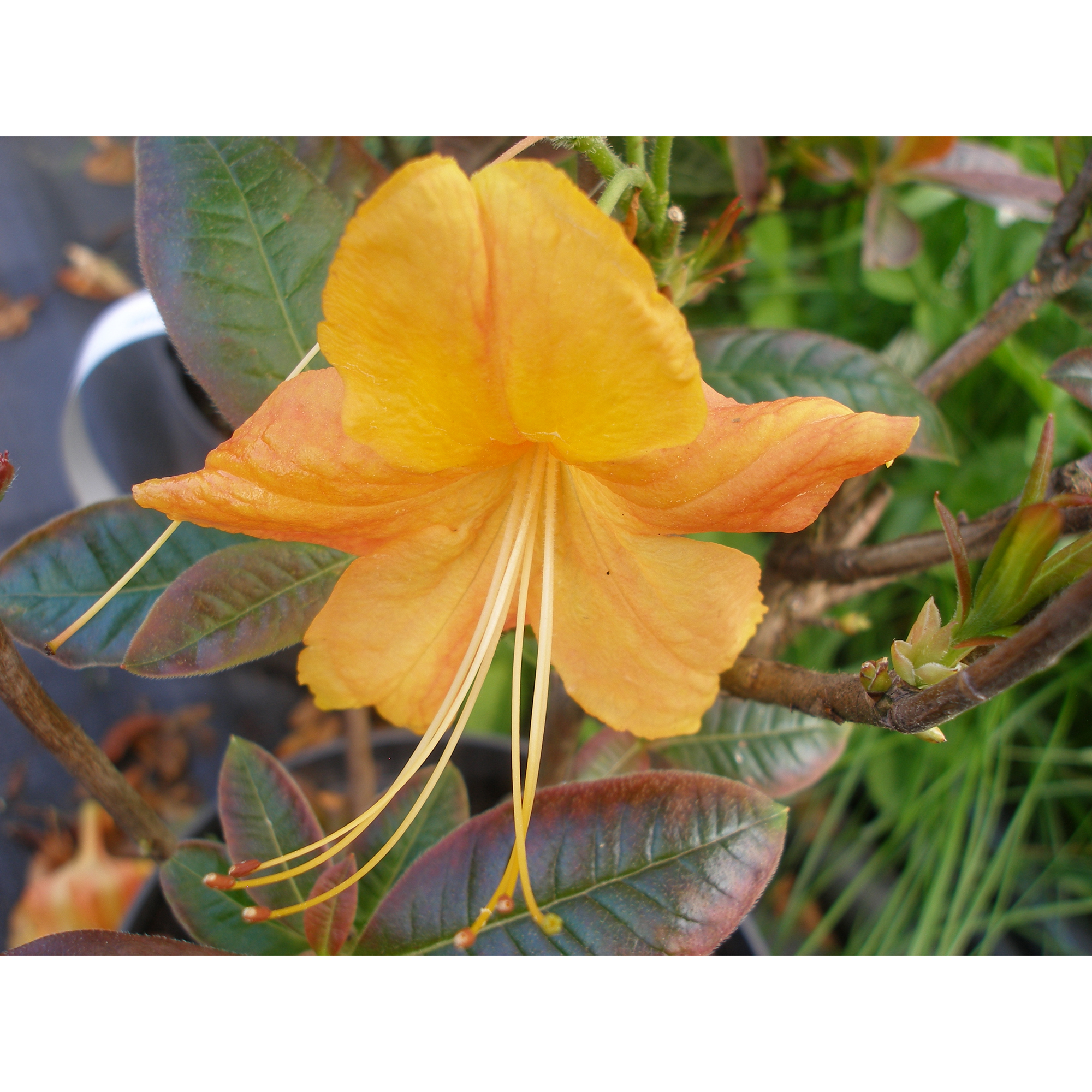 Rhododendron Azalea Omnia Garden Knaphill Klondyke 30-40 cm