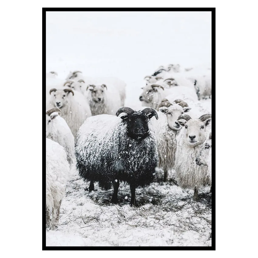 Poster Gallerix Winter Sheep