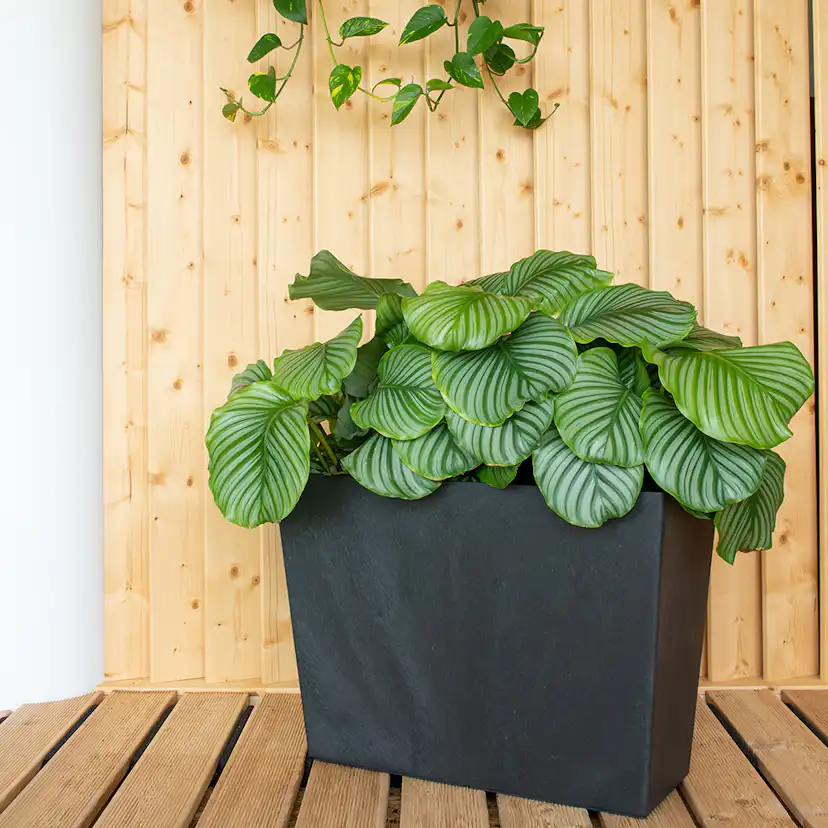 Sonata rektangulär 50cm Blomkruka Stålgrå Stålgrå