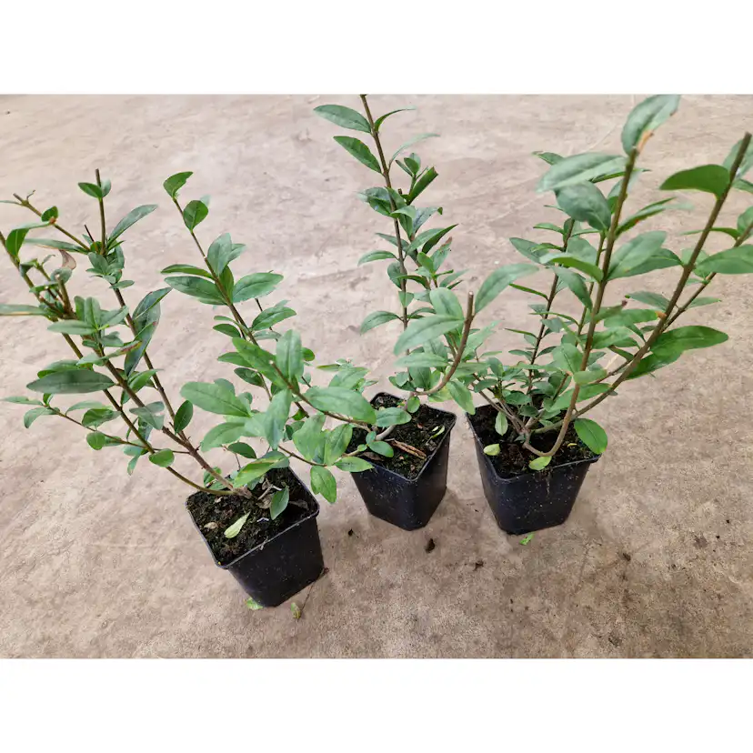 Planta Vinterliguster Liga Omnia Garden Krukodlade