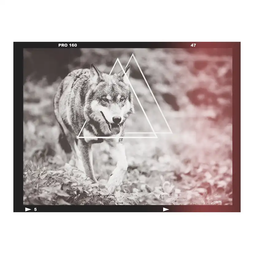 Fototapet Arkiio Wolf Photo