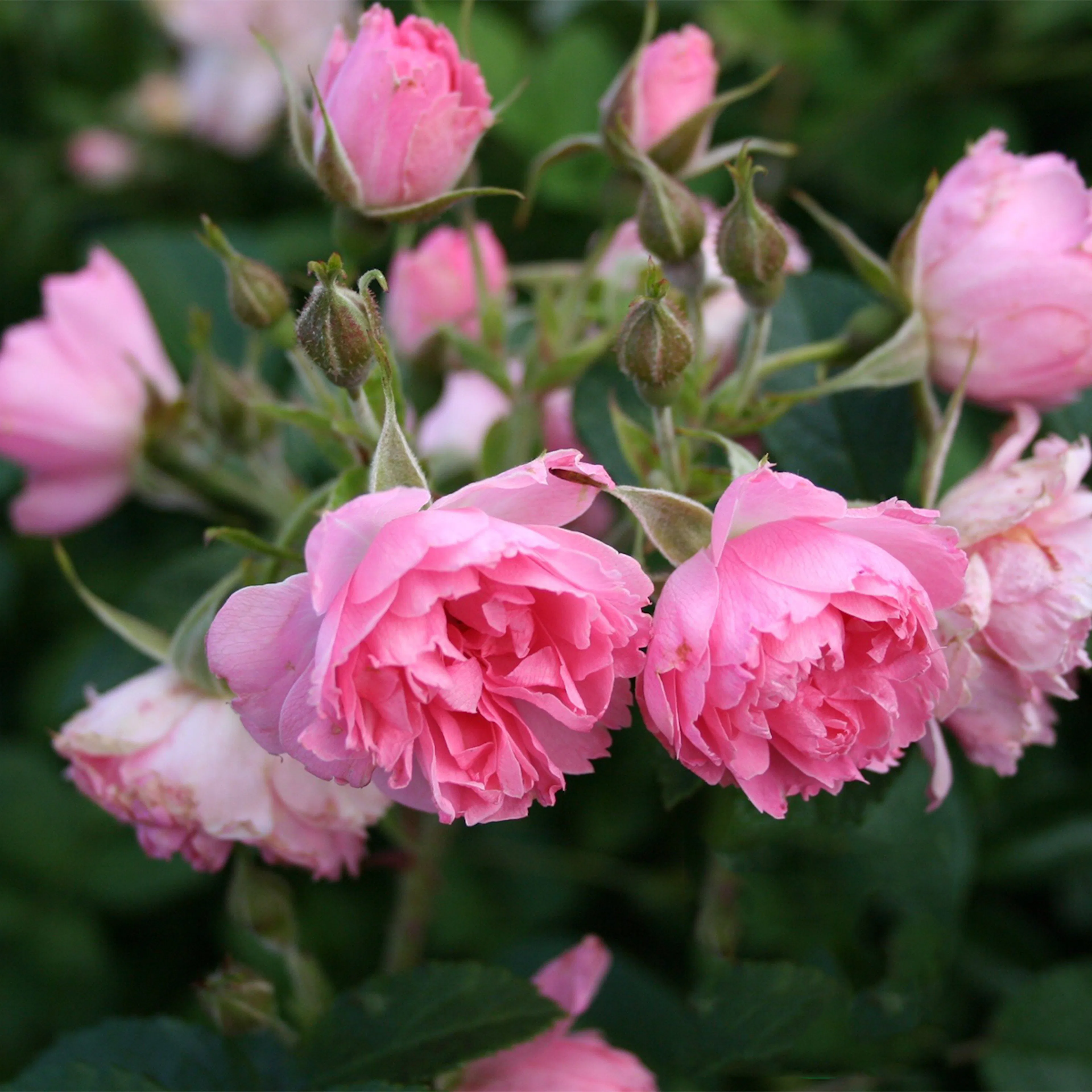 Rosa "Pink Grootendorst", 5-pack 5-pack