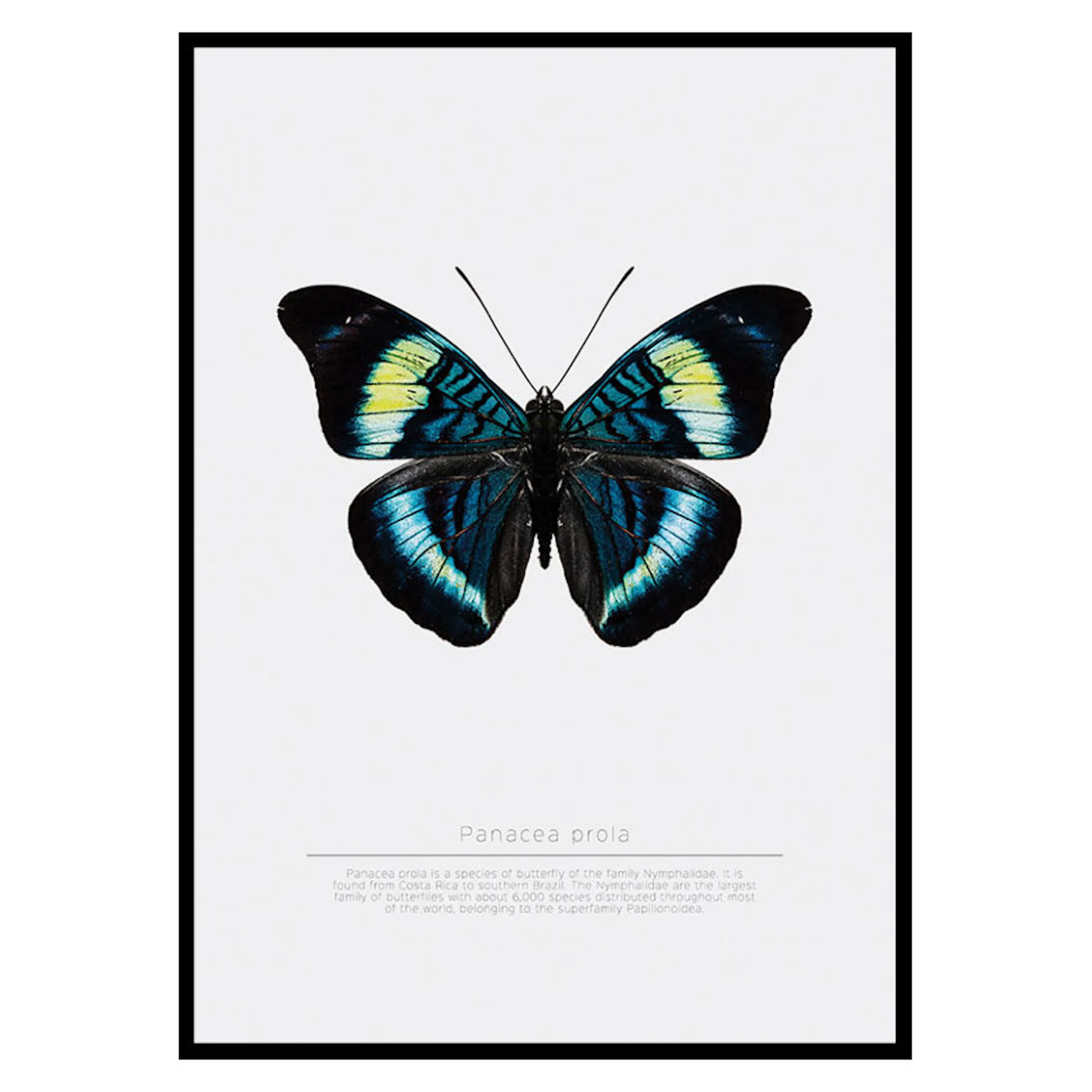 Poster Gallerix Butterfly Display