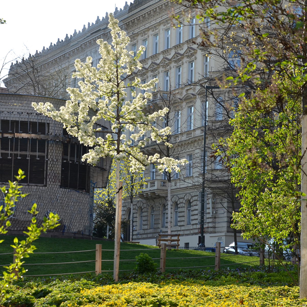 Högstamsträd Omnia Garden Sötkörsbär Fågelbär 300-400 cm