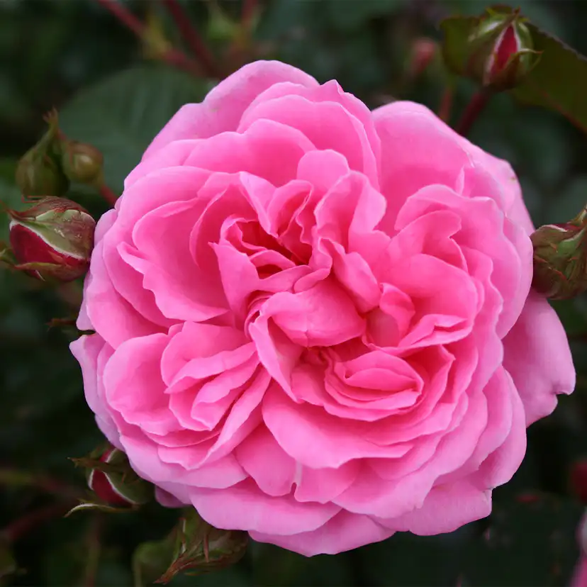 Storblommig Rabattros Omnia Garden Berleburg