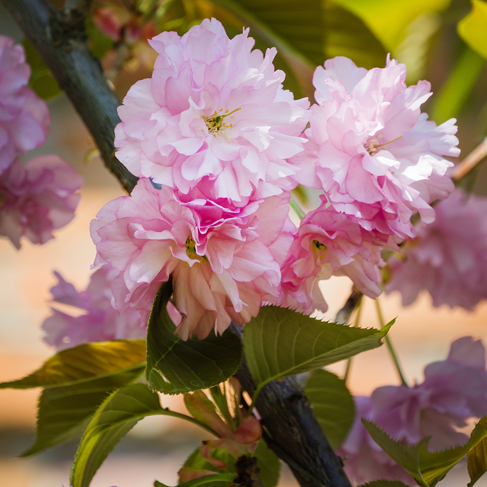 Prydnadsträd Japanskt körsbär Omnia Garden Prunus Kanzan 100-120 cm