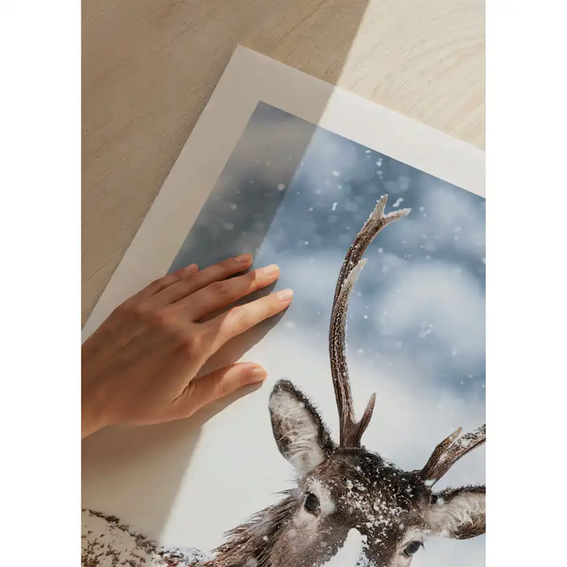 Poster Gallerix Winter Buck In Snow