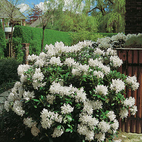Rhododendron Omnia Garden Cunningham's White