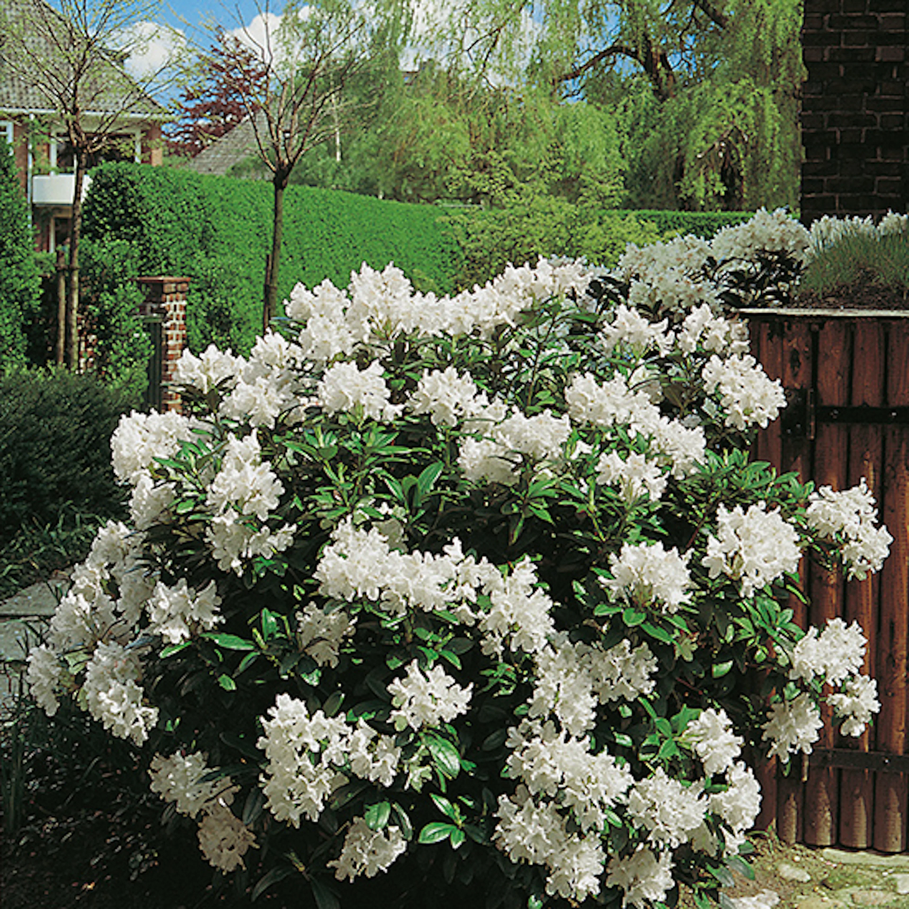 Rhododendron Omnia Garden Cunningham's White
