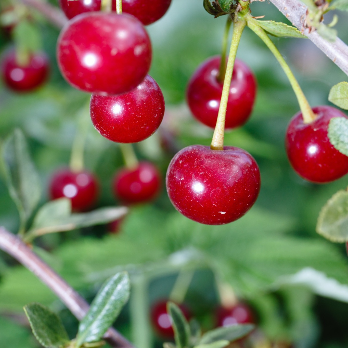 Körsbärsträd Omnia Garden Prunus Cerasus Huvimaja