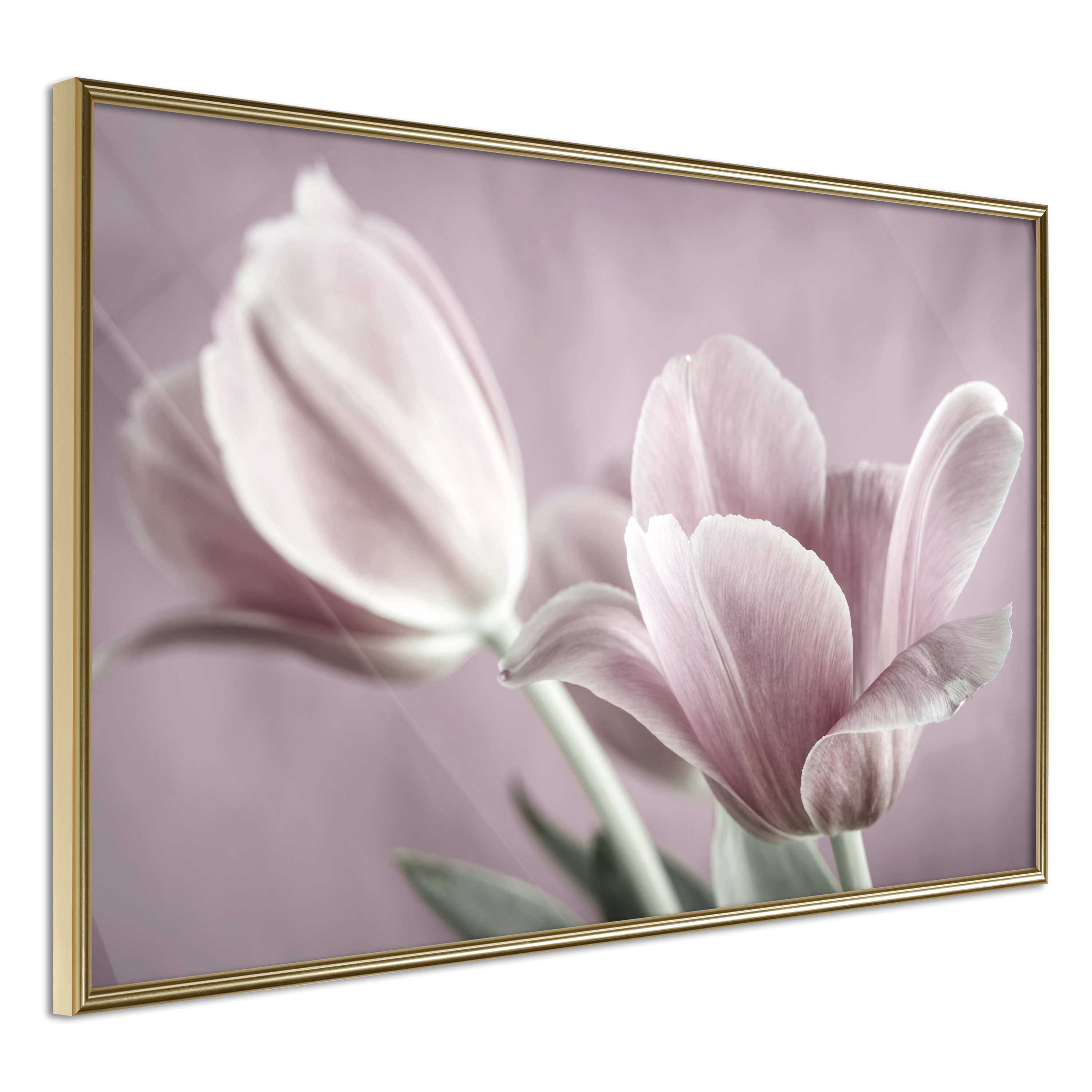 Affisch - Pink Tulips [Poster] 30x20 Guld ram, 30x20 cm