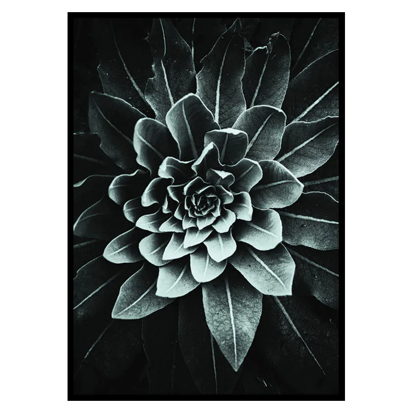 Poster Gallerix Leaf Rosette