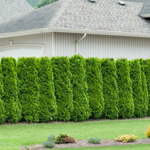 Thuja Occ. Brabant 50-80 Cm, 100 St 100-pack