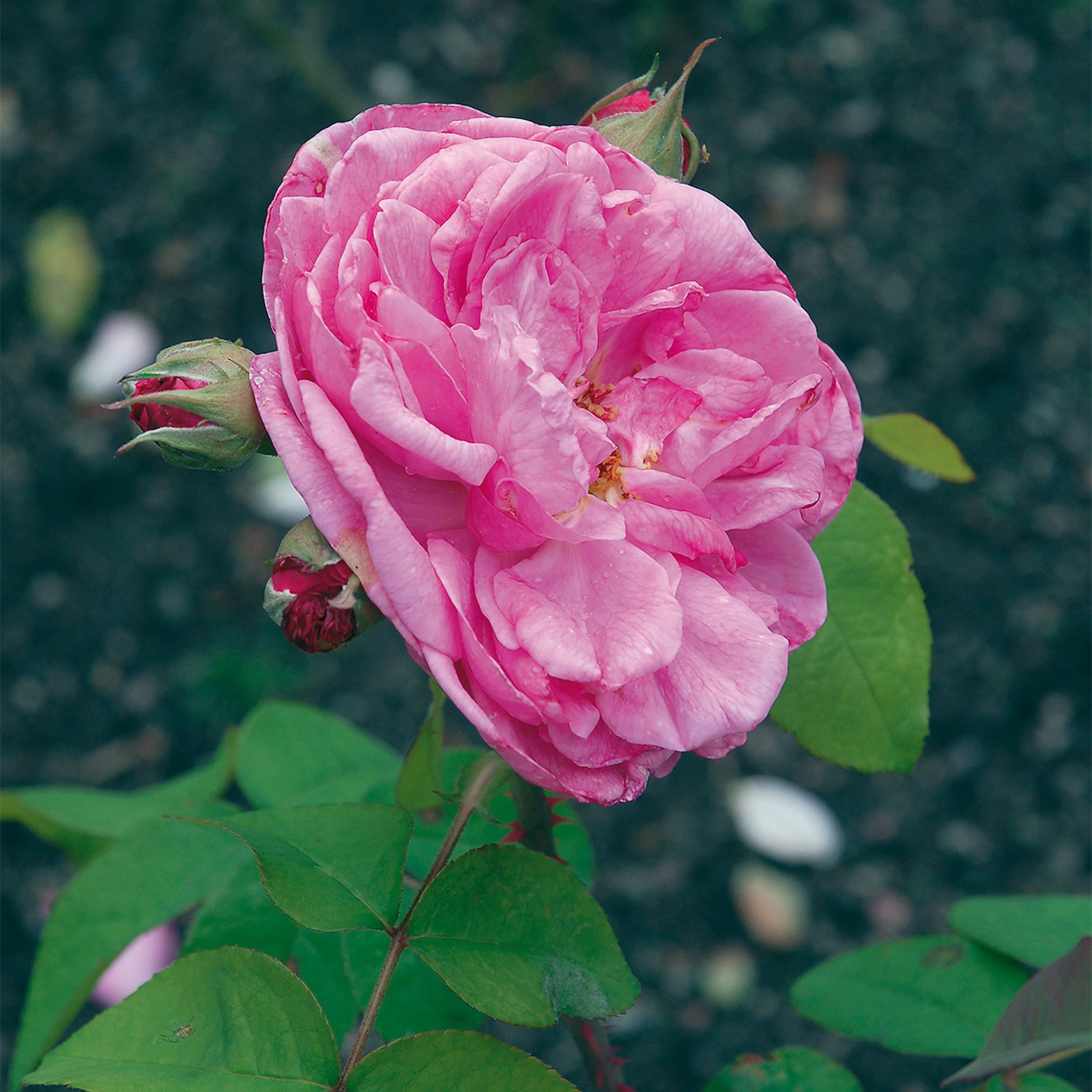 Rosa "Gertrude Jekyll", 10-pack 10-pack